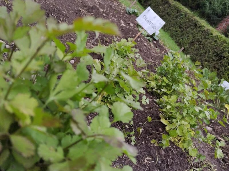CASA DE DIA DEL ADULTO MAYOR - Hogar de Ancianos in Metepec, Estado de México photo 4