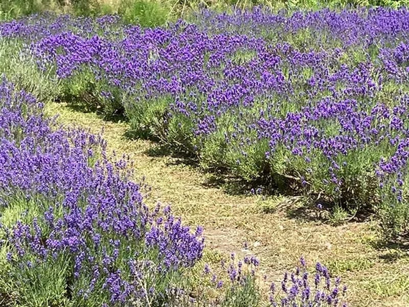 Lavender Lodge - Assisted Living in Worthing, England photo 2