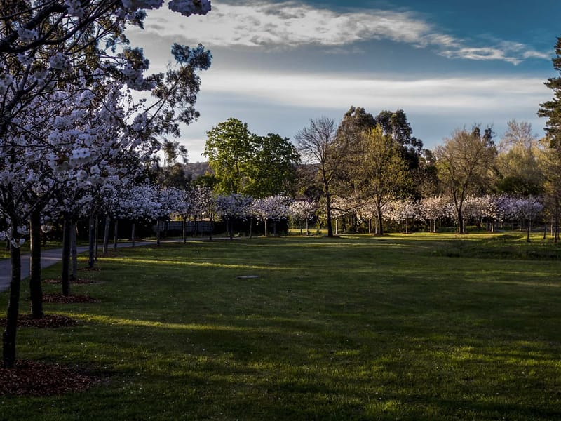 The Cherry Tree in Sutton, England photo 1