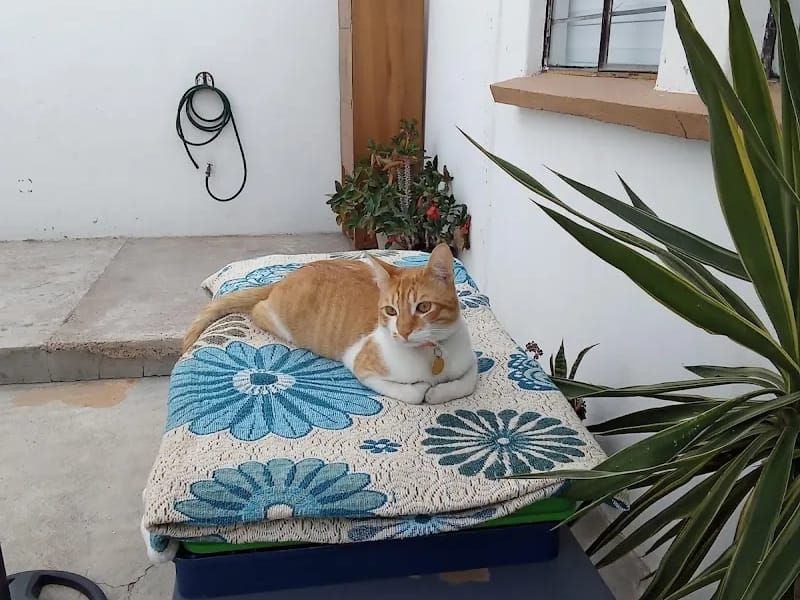 LA CASA DE MIS ABUELITOS - Hogar de Ancianos in San Luis Potosí, San Luis Potosí photo 5