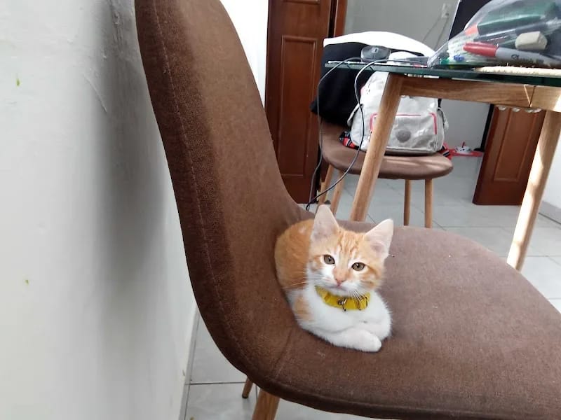 LA CASA DE MIS ABUELITOS - Hogar de Ancianos in San Luis Potosí, San Luis Potosí photo 4