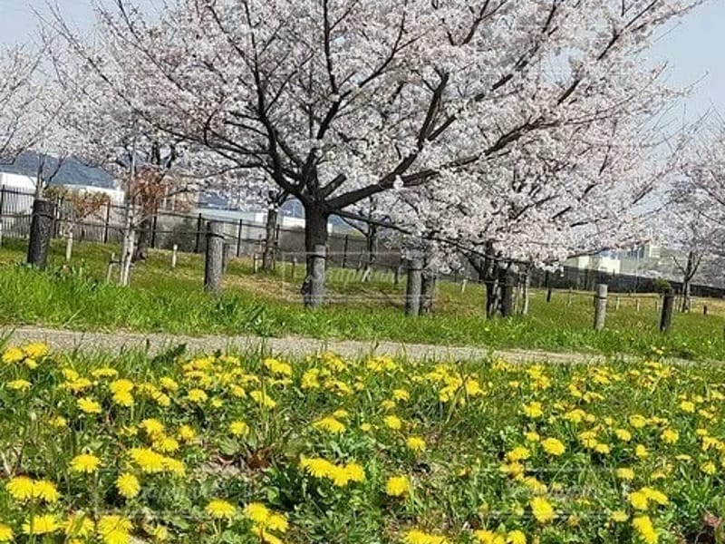 たんぽぽ田口 - 有料老人ホーム in 枚方市, 大阪府 photo 3