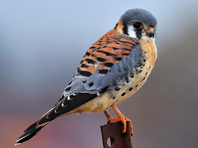 Kestrels - Assisted Living in Newbury, England photo 1