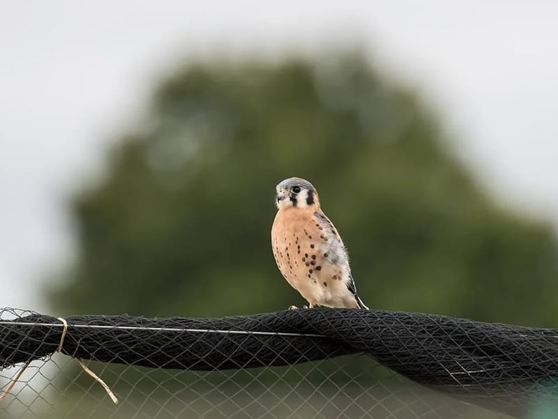 Kestrels - Assisted Living in Newbury, England photo 2