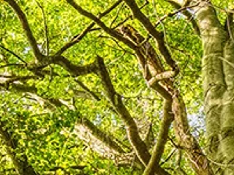 Alisa Huffman, MSW, JD Family & Elder Law - Elder Law in Cary, NC photo 1