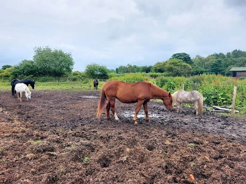Shy Lowen Care Limited in Gloucester, England photo 2