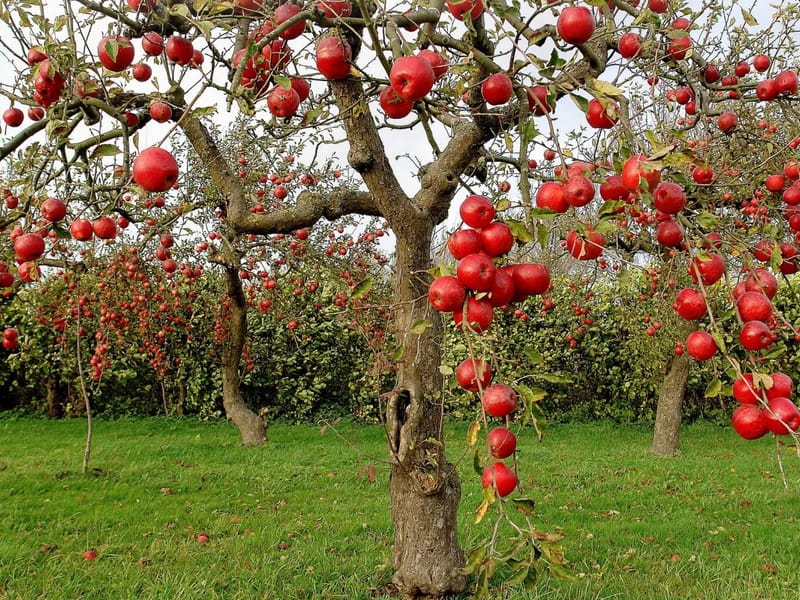Apple Tree - Assisted Living in Wolverhampton, England photo 2