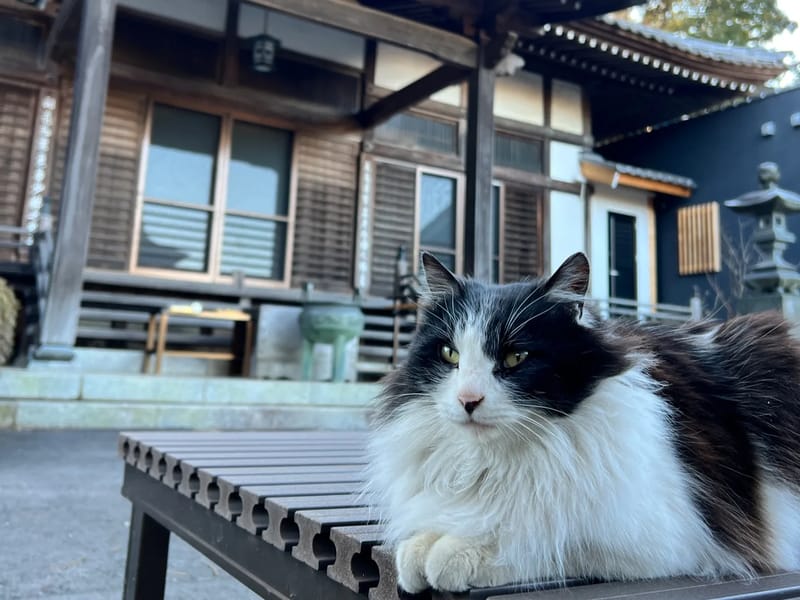 ねこの手 - 有料老人ホーム in 川崎市麻生区, 神奈川県 photo 2