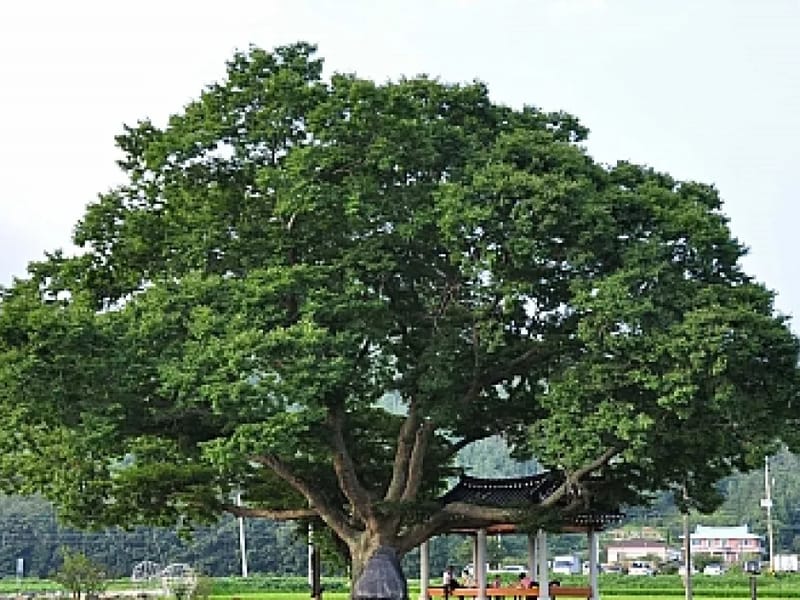 느티나무의료기 - 요양원 in 전주시, 전북특별자치도 photo 2