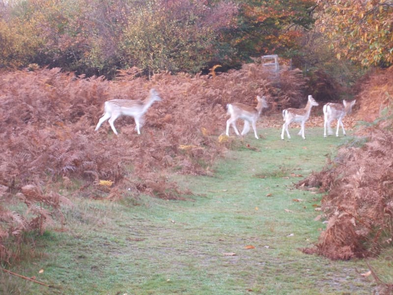 The Knole in Cheltenham, England photo 1