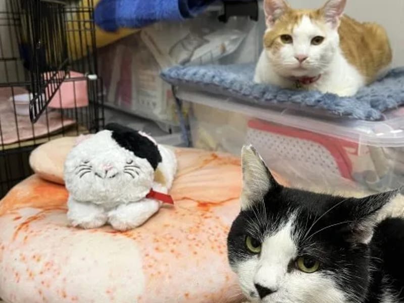 ねこの手ケア - 有料老人ホーム in 墨田区, 東京都 photo 1