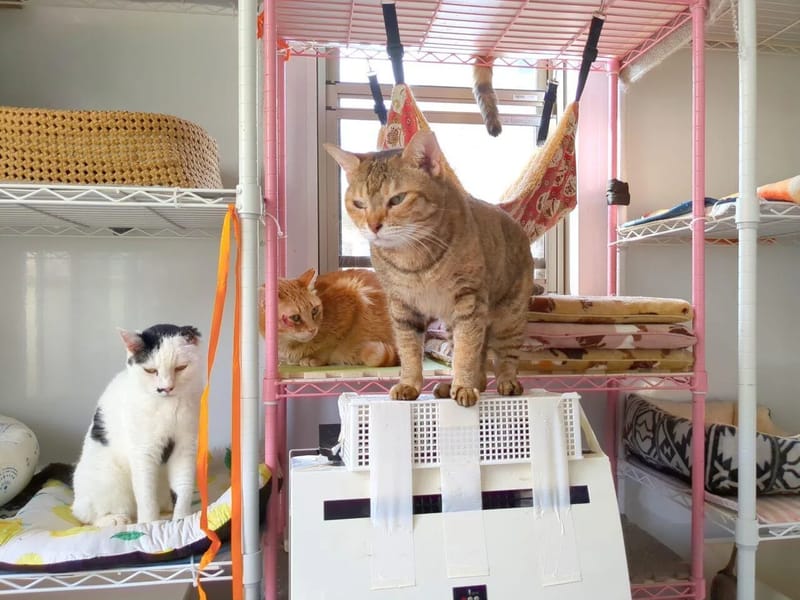 ねこの手居宅 - 有料老人ホーム in 日野市, 東京都 photo 3