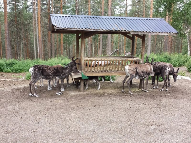 Renen - Serviceboende in Örnsköldsvik, Västernorrlands län photo 2