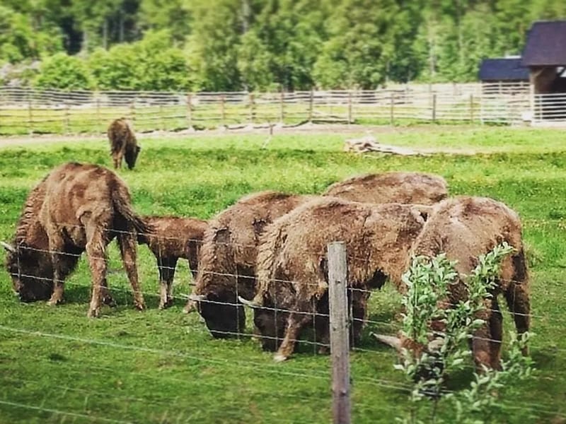 Skogsgläntan - Äldreboende in Avesta, Dalarnas län photo 1
