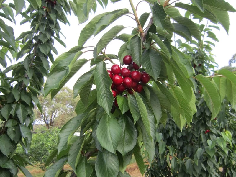 The Cherries - In-Home Care in Folkestone, England photo 3