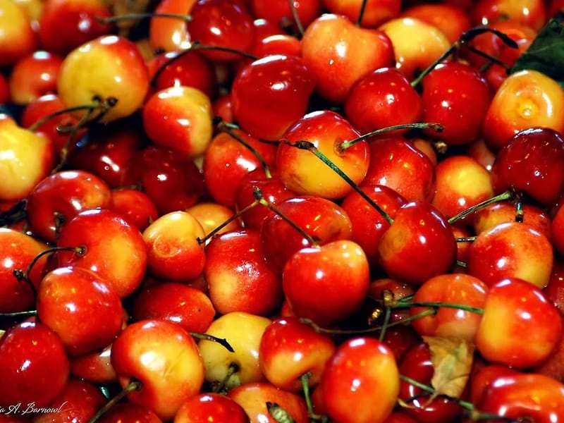 The Cherries - In-Home Care in Folkestone, England photo 2