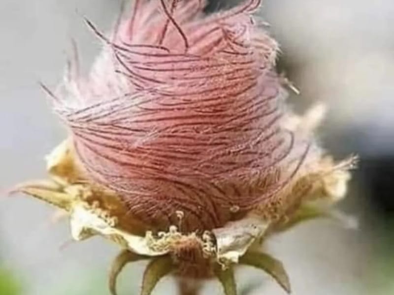 La Rosa De Saron - Hogar de Ancianos in Quillota, Región de Valparaíso photo 1
