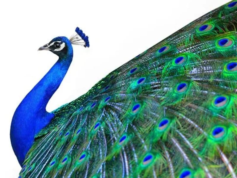 Argus of Colorado Home Health - Home Health Nursing in Glendale, CO photo 2