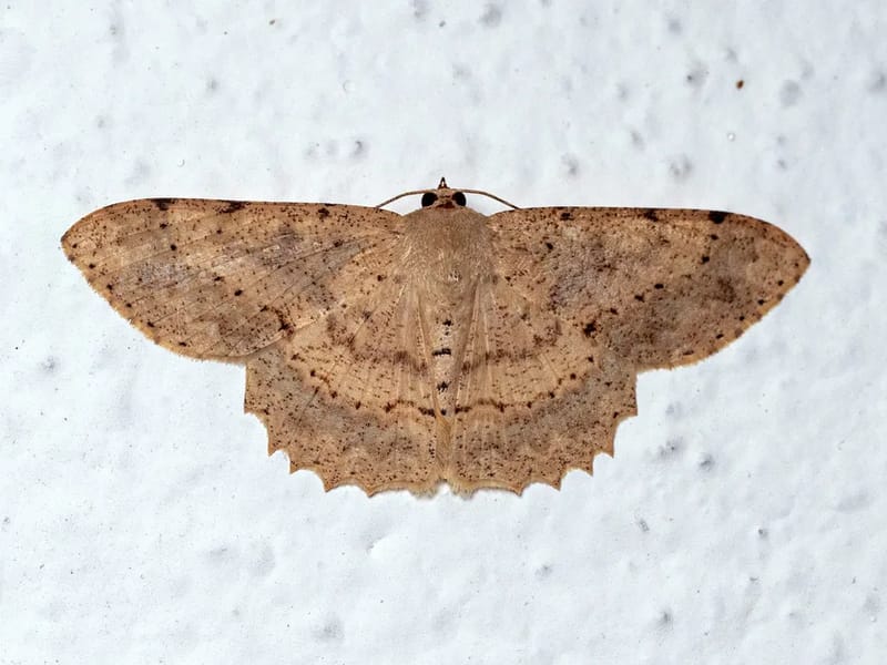 EMPHATICA - Cuidado Domiciliar in Cuiabá, MT photo 1