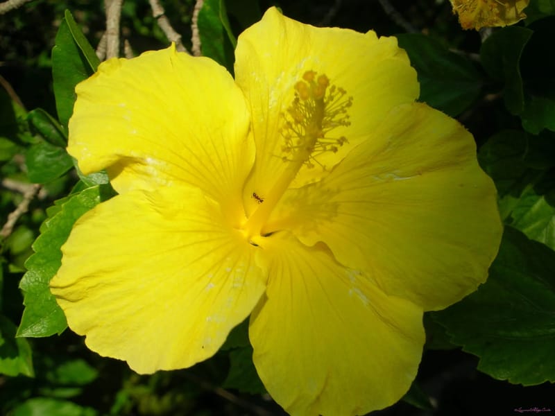 Hibiscus - Accueil de Jour in STE ANNE, Guadeloupe photo 3