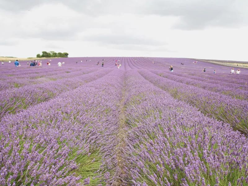 Lavender Fields - Care Home with Nursing - Nursing Home in Hitchin, England photo 6