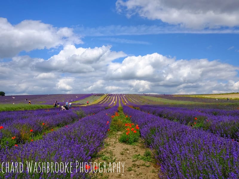 Lavender Fields - Care Home with Nursing - Nursing Home in Hitchin, England photo 4