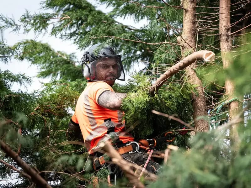 Fresh Tree Care Services â Basildon Branch - In-Home Care in Basildon, England photo 3