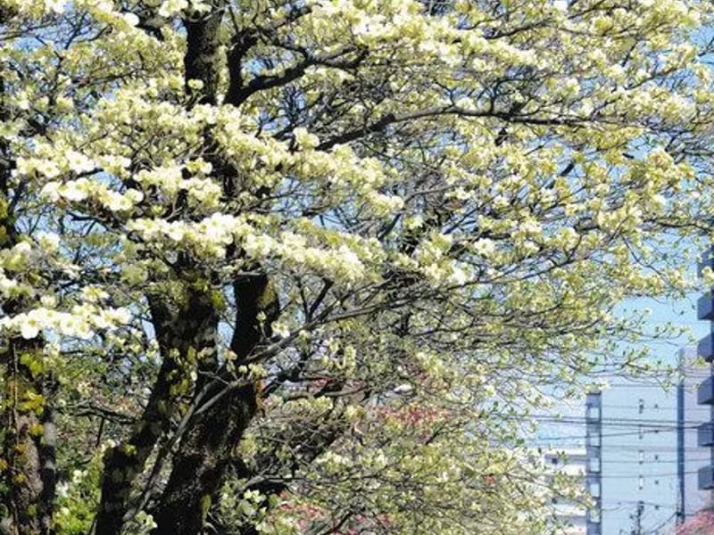 はなみずき - 有料老人ホーム in 高岡市, 富山県 photo 1