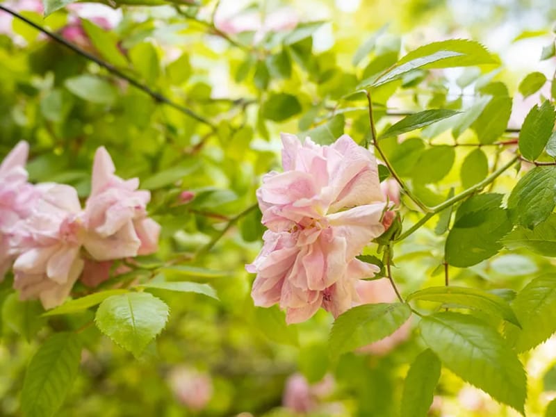 De Rozentuin - Begeleid Wonen in Zoetermeer, Zuid-Holland photo 3