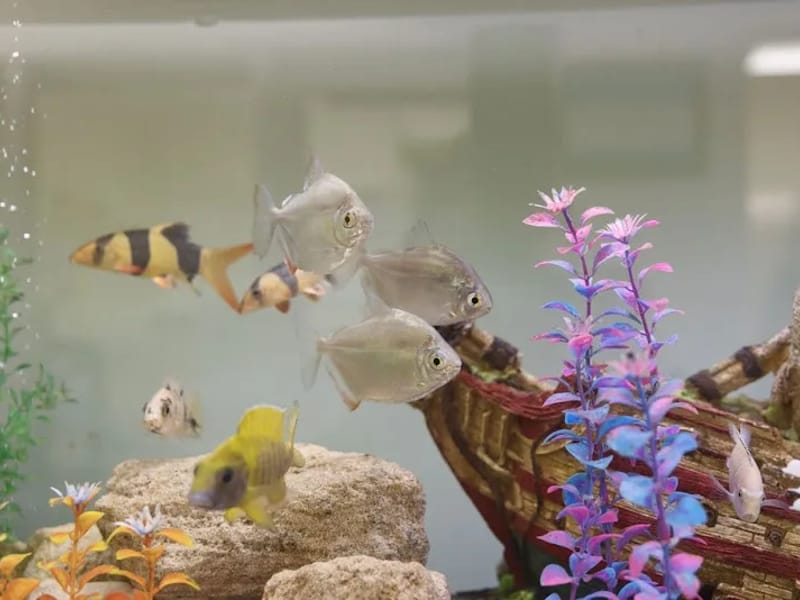 Amana Living St George's Care Centre - Nursing Home in Bayswater, WA photo 3