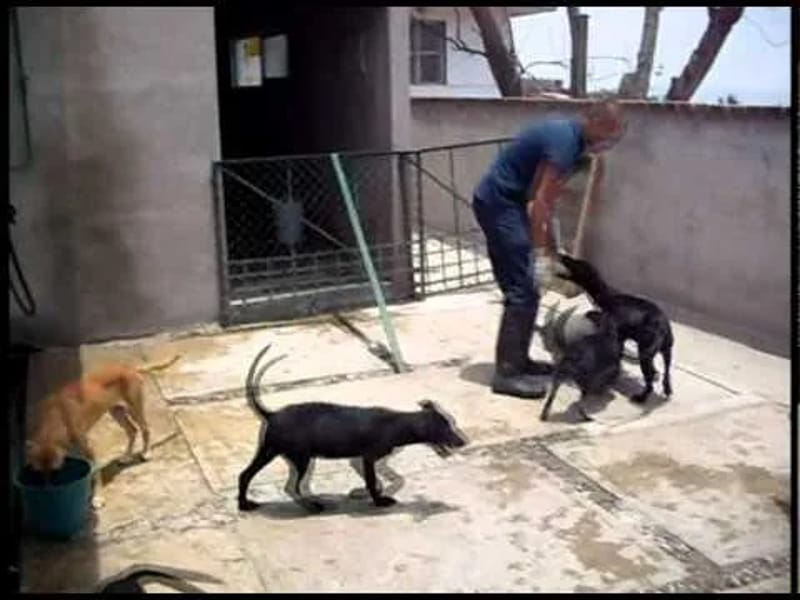 ASILO DE ANIMALES PHILIP E KAHAN - Hogar de Ancianos in Cuernavaca, Morelos photo 3