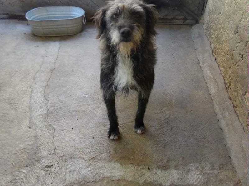 ASILO DE ANIMALES PHILIP E KAHAN - Hogar de Ancianos in Cuernavaca, Morelos photo 1