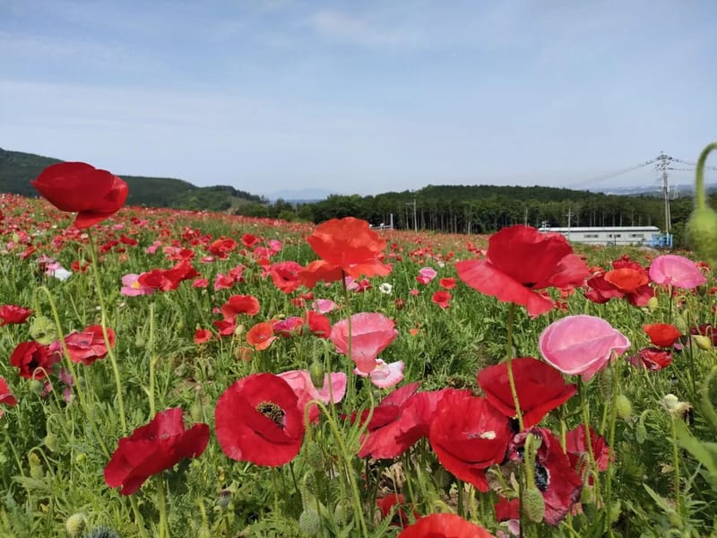 ほほ笑みテラス - デイサービス in 西原村, 熊本県 photo 3