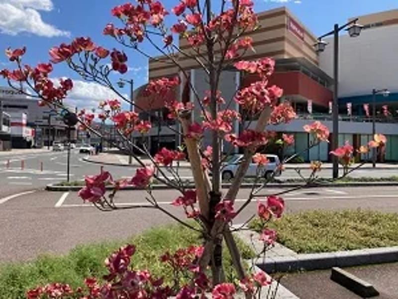 はなみずき - 有料老人ホーム in 広島市佐伯区, 広島県 photo 2
