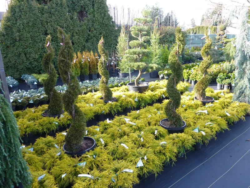 The Conifers - Assisted Living in Basingstoke, England photo 1