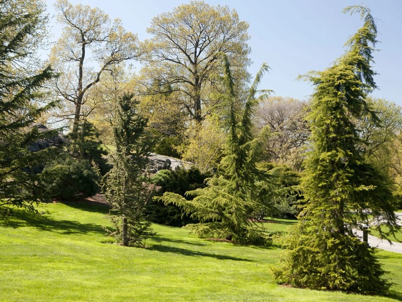 The Conifers - Assisted Living in Colchester, England photo 1