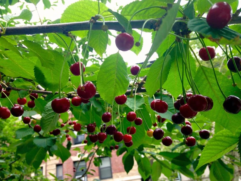 Cherry Trees - Assisted Living in Huddersfield, England photo 2