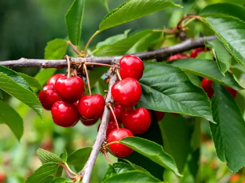 Cherry Trees - Assisted Living in Huddersfield, England photo 3