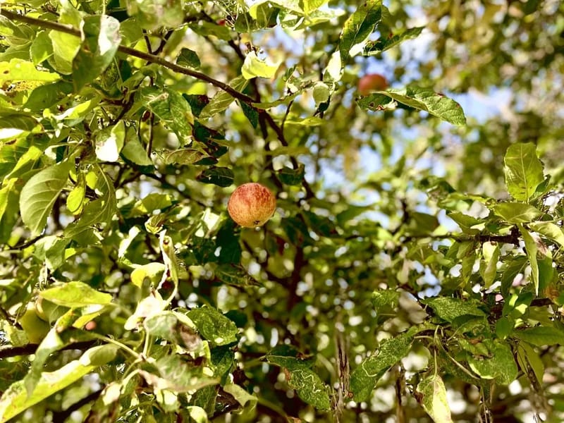 Apple Tree Home Care - Assisted Living in San Mateo, CA photo 1