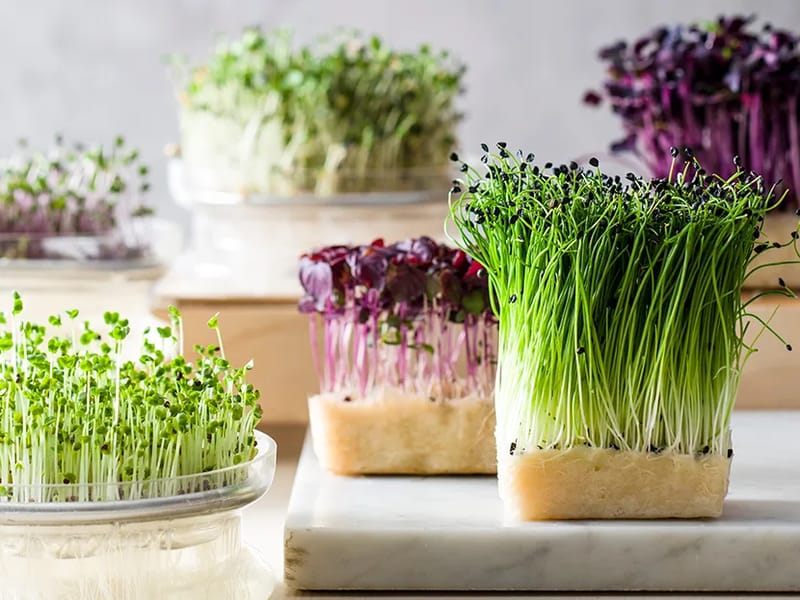 I GERMOGLI - Residenza Assistita in Menconico, PV, Lombardia photo 3