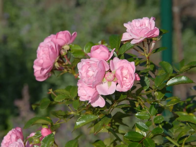 FairyRose - 有料老人ホーム in 山梨市, 山梨県 photo 1