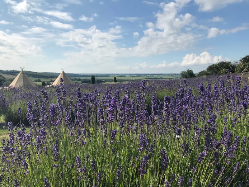 Lavender Fields Care Village - Assisted Living in York, England photo 4