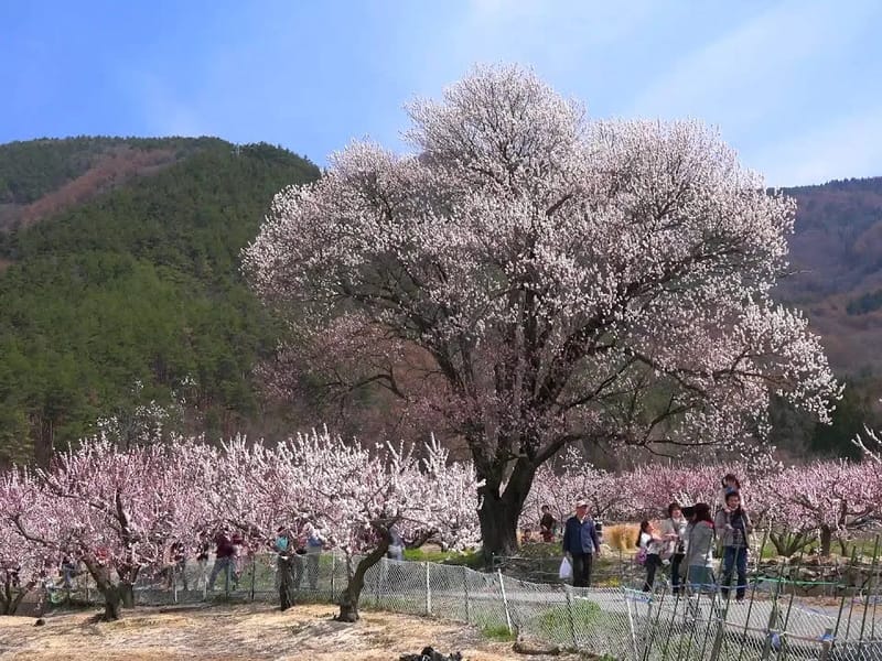 あんずの里 - 有料老人ホーム in 岐阜市, 岐阜県 photo 1