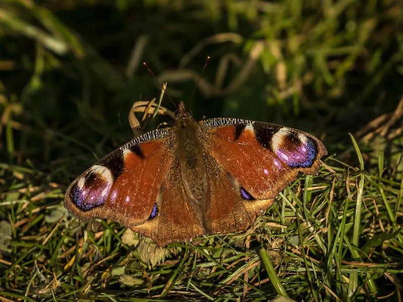 Butterflies In Romsey - In-Home Care in Andover, England photo 2