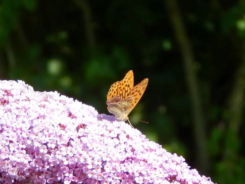 Butterflies In Romsey - In-Home Care in Andover, England photo 1