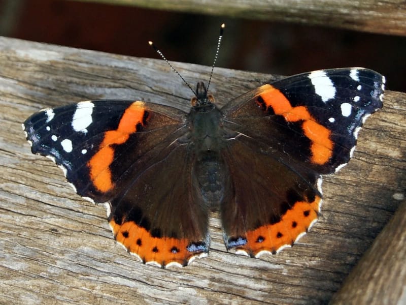 Butterflies In Romsey - In-Home Care in Andover, England photo 3
