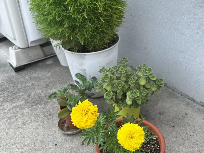 mt.viewあおば訪問看護 - 訪問看護 in 座間市, 神奈川県 photo 3