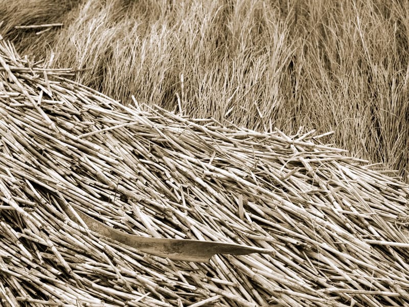 The Reeds in Lincoln, England photo 3