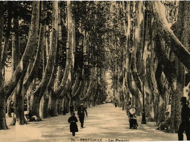 Caj Le Grand Platane Perpignan - Accueil de Jour in PERPIGNAN, Occitanie photo 3
