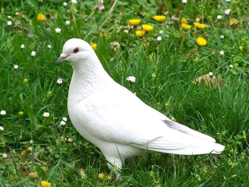 White Doves in Solihull, England photo 1